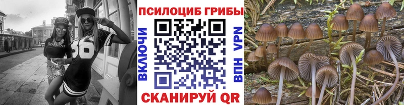 Псилоцибиновые грибы Psilocybe Ногинск