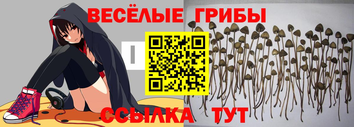 Псилоцибиновые грибы прущие грибы  Вход с VPN  что такое наркотик  Ногинск 
